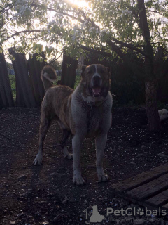 Additional photos: Short-haired Caucasian wolfhound
