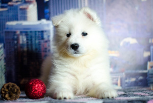 Photo №1. samoyed dog - for sale in the city of Magnitogorsk | Negotiated | Announcement № 4141