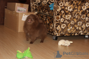 Photo №2 to announcement № 7917 for the sale of pomeranian - buy in Russian Federation private announcement