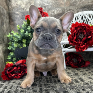 Photo №3. French Bulldog Male 12 weeks old Ready to go home. Germany