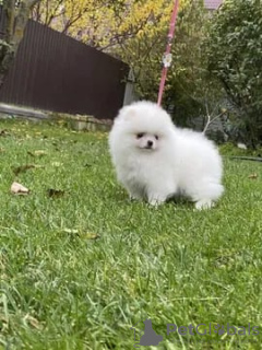 Additional photos: Pomerania for sale