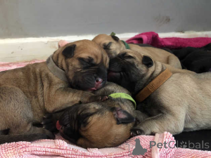 Photo №1. bullmastiff - for sale in the city of Trier | 376$ | Announcement № 149059