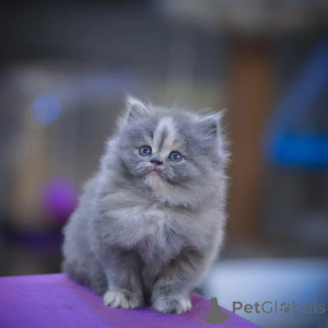 Photo №1. persian cat - for sale in the city of Barsel | negotiated | Announcement № 165631