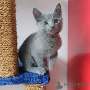 Photo №2 to announcement № 164817 for the sale of russian blue - buy in Finland private announcement, breeder
