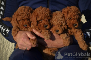 Additional photos: Mini Poodle, red and apricot colors