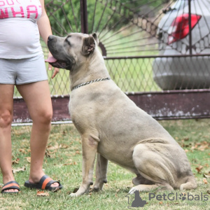 Additional photos: Cane Corso puppies