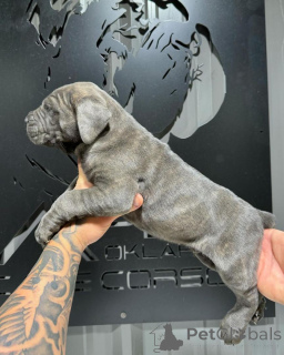 Photo №2 to announcement № 155089 for the sale of cane corso - buy in Ireland breeder