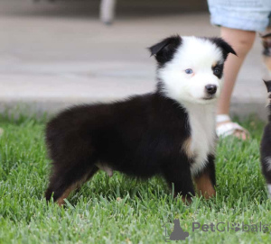 Photo №2 to announcement № 150544 for the sale of australian shepherd - buy in Germany private announcement