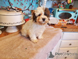 Photo №2 to announcement № 30179 for the sale of poodle (toy) - buy in United Kingdom private announcement