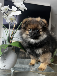 Photo №1. pomeranian - for sale in the city of Филадельфия | 2000$ | Announcement № 39696