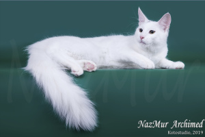 Photo №1. turkish angora - for sale in the city of Kazan | Negotiated | Announcement № 2948