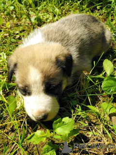 Photo №3. Puppies from Labrador and Laika. Ukraine