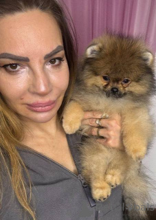 Photo №4. I will sell pomeranian in the city of Stara Pazova.  - price - negotiated