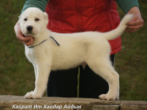 Photo №4. I will sell central asian shepherd dog in the city of Ekaterinoslavka. from nursery, breeder - price - 335$