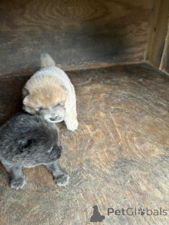 Photo №2 to announcement № 176496 for the sale of chow chow - buy in Finland private announcement