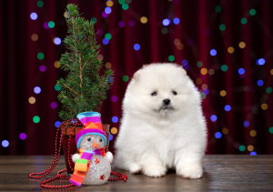 Photo №1. pomeranian - for sale in the city of Novosibirsk | 569$ | Announcement № 4794