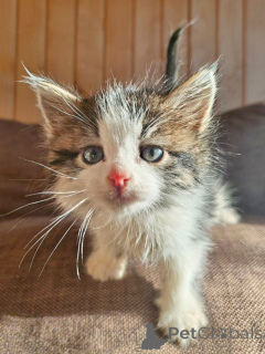 Photo №4. I will sell  in the city of Moskova. private announcement - price - Is free