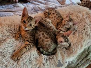 Photo №2 to announcement № 163484 for the sale of ocicat - buy in Austria private announcement, breeder