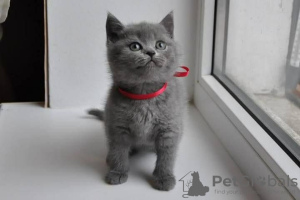 Photo №4. I will sell british shorthair in the city of Химки. private announcement, breeder - price - 423$