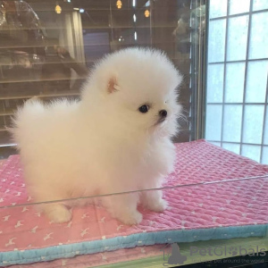 Photo №2 to announcement № 133883 for the sale of pomeranian - buy in Netherlands private announcement