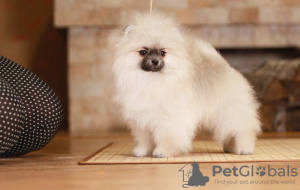 Photo №2 to announcement № 30650 for the sale of german spitz - buy in Belarus from nursery