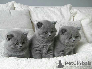 Photo №3. British shorthair kittens Business WhatsApp 37256062792. Belgium