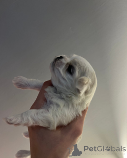 Photo №4. I will sell maltese dog in the city of Gavirzhov.  - price - 350$