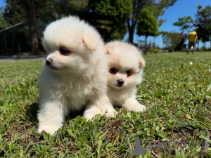 Photo №1. pomeranian - for sale in the city of Copenhague | negotiated | Announcement № 160847