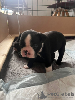 Photo №1. boston terrier - for sale in the city of Richmond | 500$ | Announcement № 101986