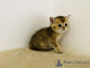 Additional photos: Golden British chinchillas with PP