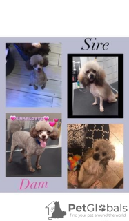 Additional photos: Our last stunning chocolate girl Toy poodle