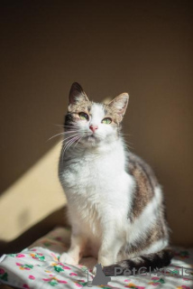 Photo №4. I will sell  in the city of Khimki. from the shelter - price - Is free