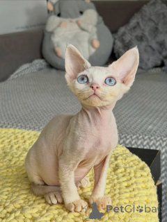 Photo №1. sphynx cat - for sale in the city of Brno | negotiated | Announcement № 178106
