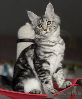 Photo №1. maine coon - for sale in the city of Baden Baden | 981$ | Announcement № 163190