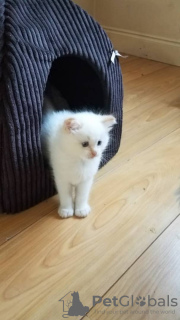 Photo №2 to announcement № 36785 for the sale of ragdoll - buy in Russian Federation private announcement