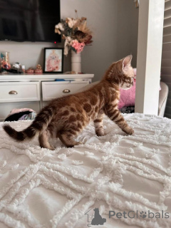 Photo №1. bengal cat - for sale in the city of Wetzikon | 706$ | Announcement № 152753