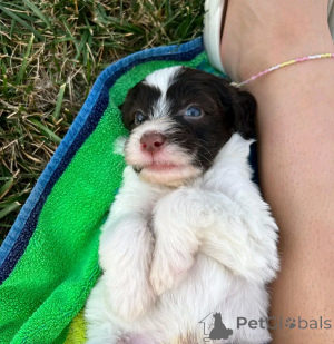 Photo №3. Portugiesischer Wasserhund Welpen zur Adoption. Portugal