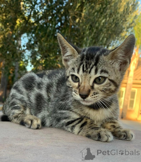 Photo №3. Adorable Bengal Kittens for adoption. Germany