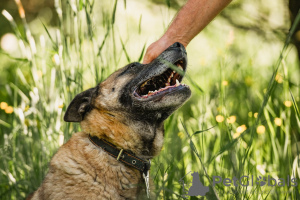 Additional photos: A chic guy of the Malinois phenotype is looking for a man.