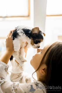 Photo №3. Yorkshire Terrier Biewer puppies. Poland