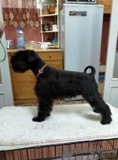 Photo №4. I will sell standard schnauzer in the city of Zrenjanin.  - price - negotiated