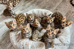 Photo №1. bengal cat - for sale in the city of Brussels | 250$ | Announcement № 155574