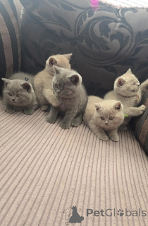 Photo №1. british shorthair - for sale in the city of Friggesby | 516$ | Announcement № 177511