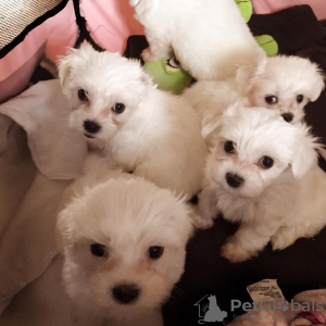 Photo №2 to announcement № 109112 for the sale of maltese dog - buy in Germany private announcement, breeder