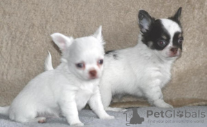 Photo №1. chihuahua - for sale in the city of Ruse | Is free | Announcement № 83744