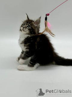 Photo №3. Maine Coon girl. Ukraine