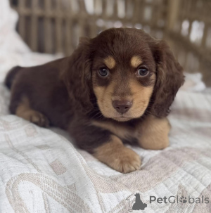 Photo №1. dachshund - for sale in the city of Brno | negotiated | Announcement № 171324