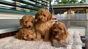Photo №1. poodle (toy) - for sale in the city of Bönningstedt | 465$ | Announcement № 171455