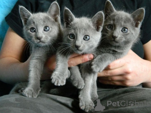 Photo №1. russian blue - for sale in the city of Helsinki | 723$ | Announcement № 161057