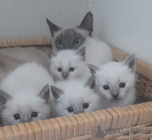 Photo №1. siamese cat - for sale in the city of Berlin | Is free | Announcement № 125379